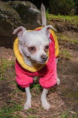 Pequeño perro chihuahua o chihuahueño color blanco vestido con sudadera