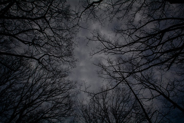 Dark sky with tree silhouettes (vertical opening)