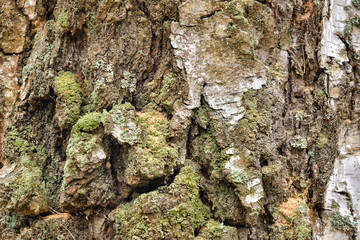 Green lichen on the bark of a tree. Tree trunk affected by lichen. Moss on a tree branch. Textured wood surface with lichens colony. Fungus ecosystem on trees bark.  Common green lichen. Soft focus