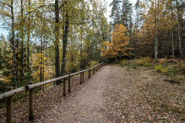 golden yellow autumn road in sunny day