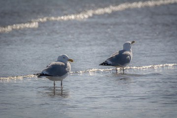 Seagulls on the beach