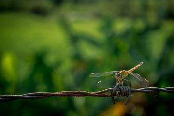 live cell on barbed wire