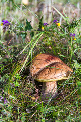 Boletus mushroom among green grass and the yellow and purple Melampyrum nemorosum flowers