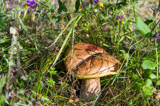 Boletus mushroom among green grass and the yellow and purple Melampyrum nemorosum flowers