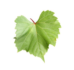 Fresh green grape leaf on white background