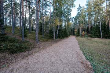 golden yellow autumn road in sunny day