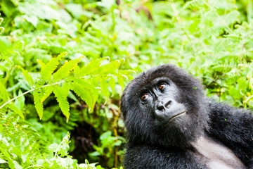 VOLCANOES NATIONAL PARK, RWANDA A female mountain gorilla (gorilla berengei berengei) casts a glance over its right shoulder. There are fewer than 800 mountain gorillas in the wild.