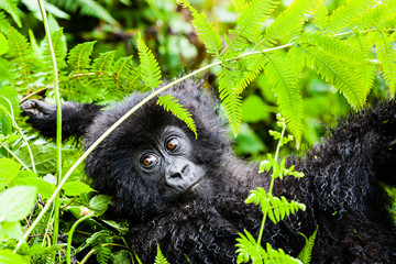 Infant mountain gorilla in habitat