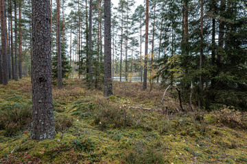 tree trunk wall in forest