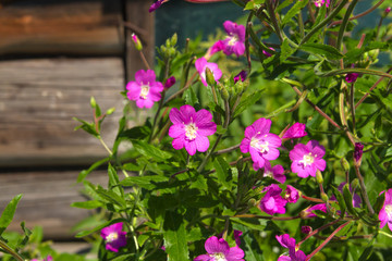 Hairy willowherb in summer garden