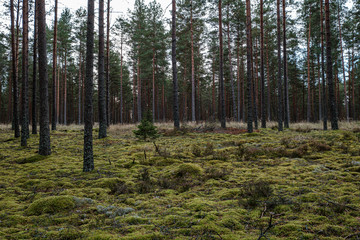 Fototapeta premium tree trunk wall in forest