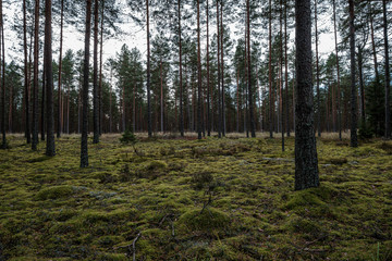 tree trunk wall in forest