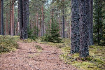 small narrow trail in the woods