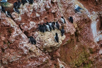 common murre on Heligoland