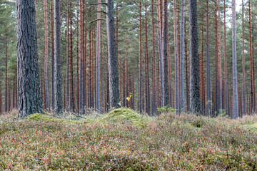 tree trunk wall in forest
