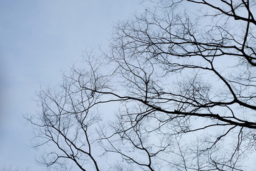 Selective focus dry branch from low angle view