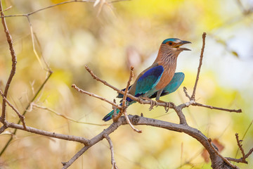 Bandhavgarh, Madhya Pradesh, India. Indian roller (Coracias benghalensis) sitting on branch.