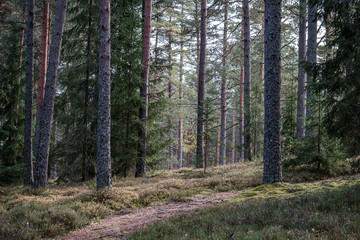 small narrow trail in the woods