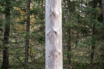 old dry tree trunk log in forest