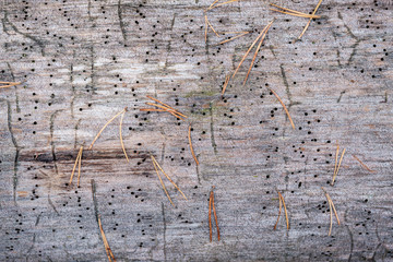 old dry tree trunk log in forest