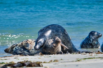 Grey seal on the beach of Heligoland - island Dune