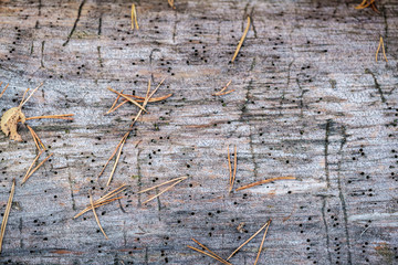 old dry tree trunk log in forest