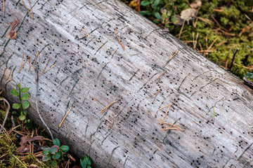 old dry tree trunk log in forest