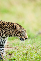 Leopard in habitat