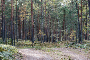 small narrow trail in the woods