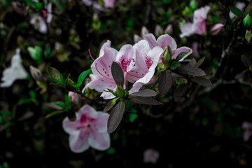 Obraz premium flowers from a nearby garden