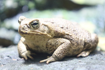 cane toad     (Rhinella marina)