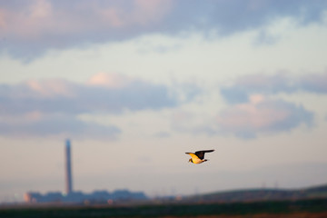 Isle of Sheppey, UK. Single lapwing flying over marshland with industrial chimney in background.