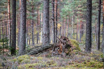 tree trunk wall in forest