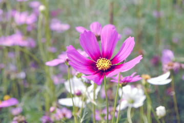 Obraz premium Różowy kosmos