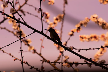 bird on a branch