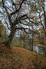 large oak tree in autumn yellow golden tree leaves