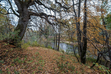 large oak tree in autumn yellow golden tree leaves