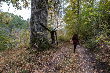 large oak tree in autumn yellow golden tree leaves