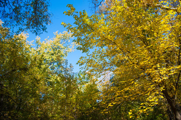 Sunny autumn day in the city park