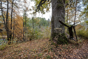 large oak tree in autumn yellow golden tree leaves