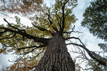 large oak tree in autumn yellow golden tree leaves