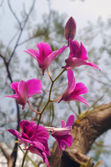 Pink orchid on tree.