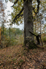 large oak tree in autumn yellow golden tree leaves