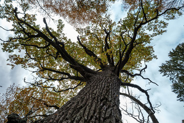 large oak tree in autumn yellow golden tree leaves