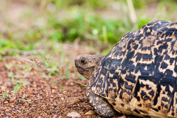 Tortoise on the ground in habitat