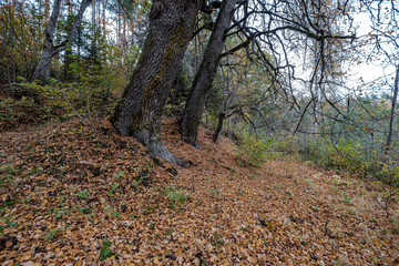 large oak tree in autumn yellow golden tree leaves