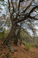 Obraz premium large oak tree in autumn yellow golden tree leaves