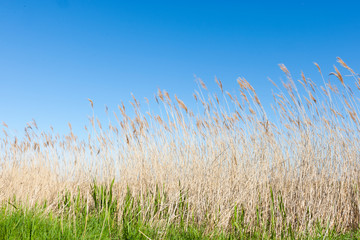 Fototapeta premium Blue sky behind rushes blowing in the wind.
