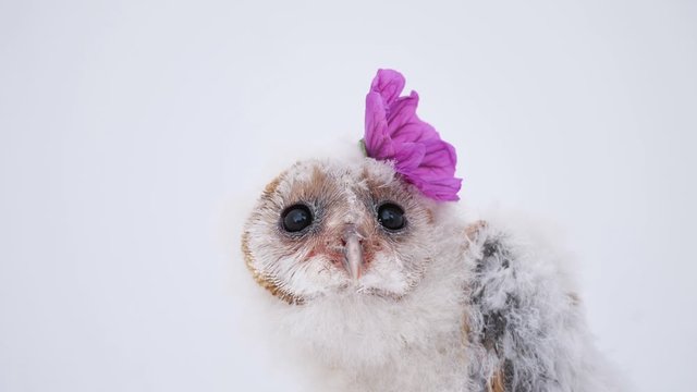 Baby Eule mit Blume im Federkleid vor wei&szlig;em Hintergrund als high key, mehrere Einstellungen