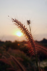  grass flowers.